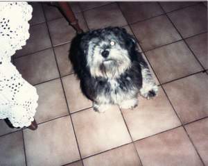 Dog Charlie 1988 Picture 49
