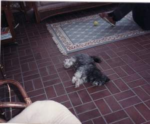Easter 1988 at Howards Dog Linsey Picture 55