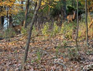 13.Two Deer at Hidden Valley Lake Picture 13
