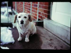 Buttons Picture 149