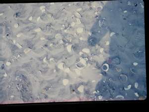 Cape Hatteras NC Shells Picture 181