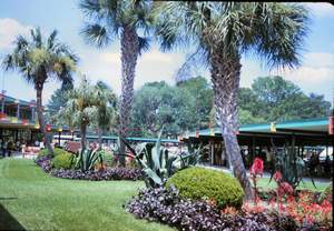 Hialeah race track 2 Picture 307