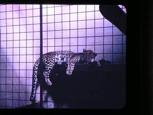 Zoo 3 Picture 593
