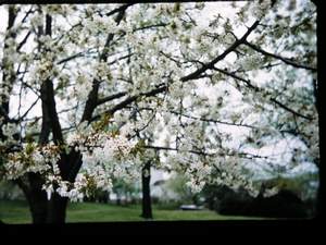 tree blooming Picture 575